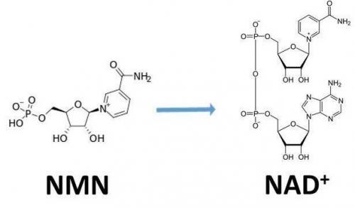 從生物學(xué)角度看NMN:為何能延緩衰老和提高免疫力？