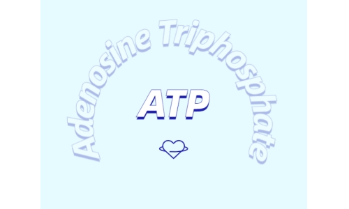 ATP在體育鍛煉中有什么作用？